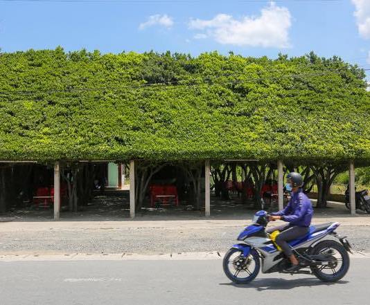 Cafe bioclimatique au Vietnam